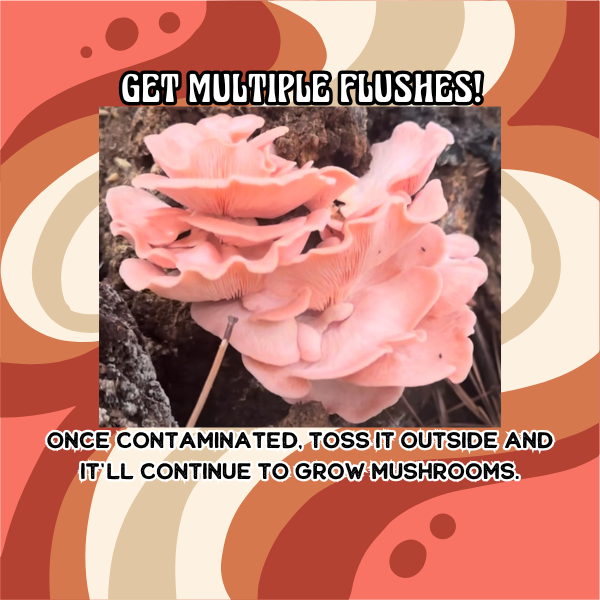 The Complete 5lb All-in-One Mushroom Kit for Beginners
