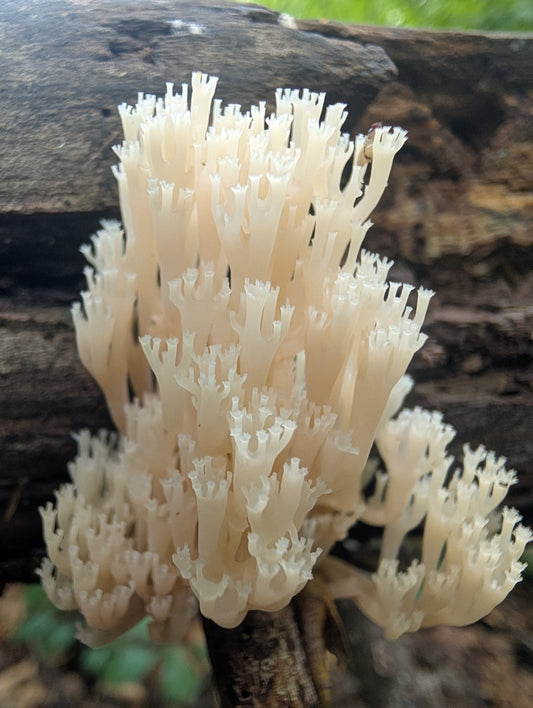 Crown-tipped Coral Fungus (Artomyces pyxidatus) growing on decaying wood in a forest.
