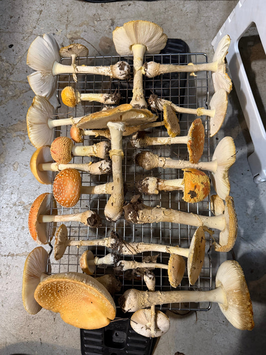 A Forager's Guide to Wild Mushrooms