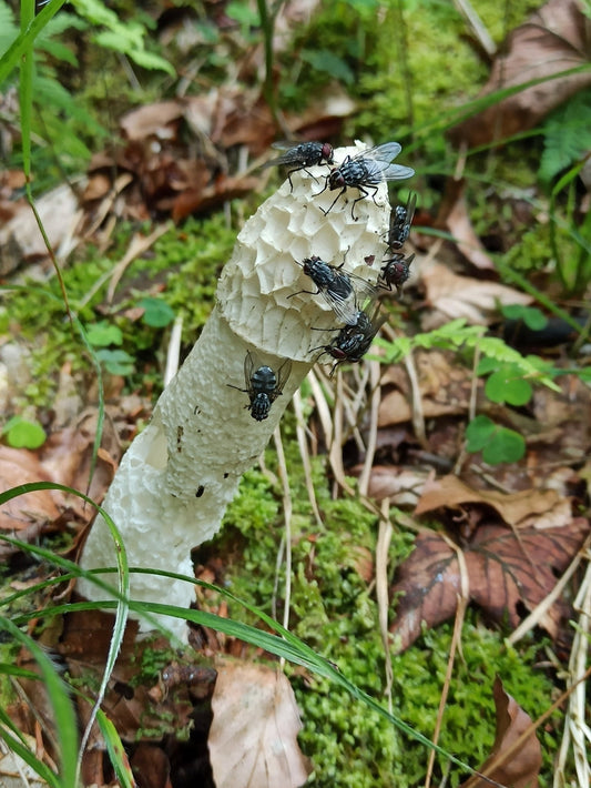 Common Stinkhorn (Phallus impudicus) mushroom with flies on its cap, growing in a forest.