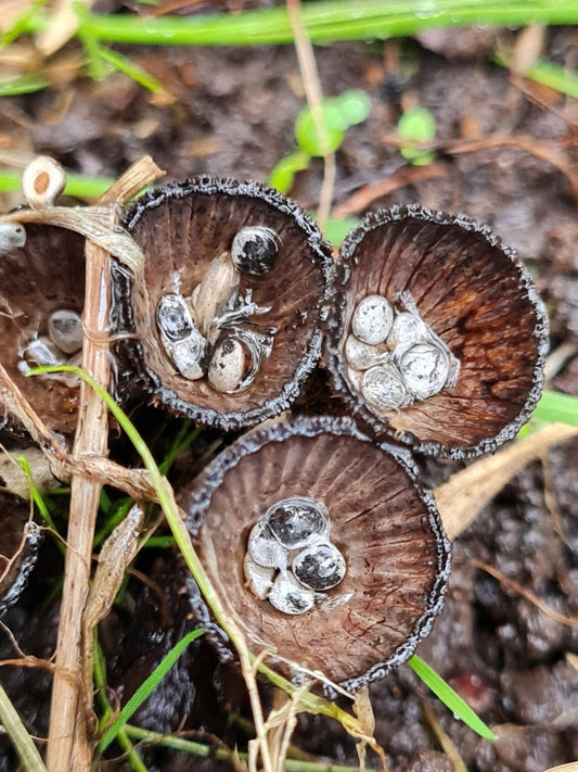 Close-up of Cyathus stercoreus (Bird’s Nest Fungus) showing cup-shaped fruiting bodies filled with dark, lentil-shaped peridioles