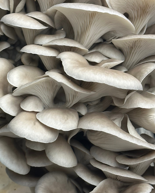 An up-close photo oyster mushrooms